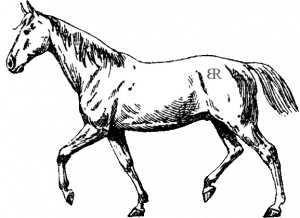 horse clip art