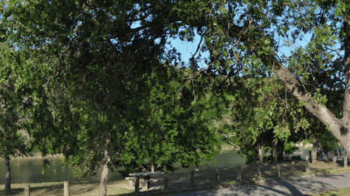 Tree at Five Mile Dam Park
